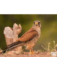 خانواده شاهینیان Falconidae